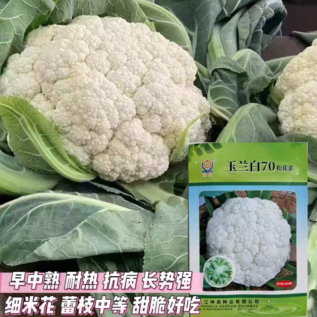 玉兰白70/80松花菜种子抗病耐寒耐热白花菜种籽南北方大田基地播
