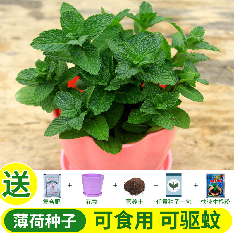 薄荷盆栽可食用四季素材模板 薄荷盆栽可食用四季图片下载 小麦优选
