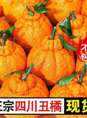 正宗四川不知火丑柑当季新鲜