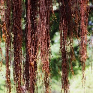 新鲜现割自然小叶榕树须中药材半天吊榕须吊风根布景装饰日晒干货