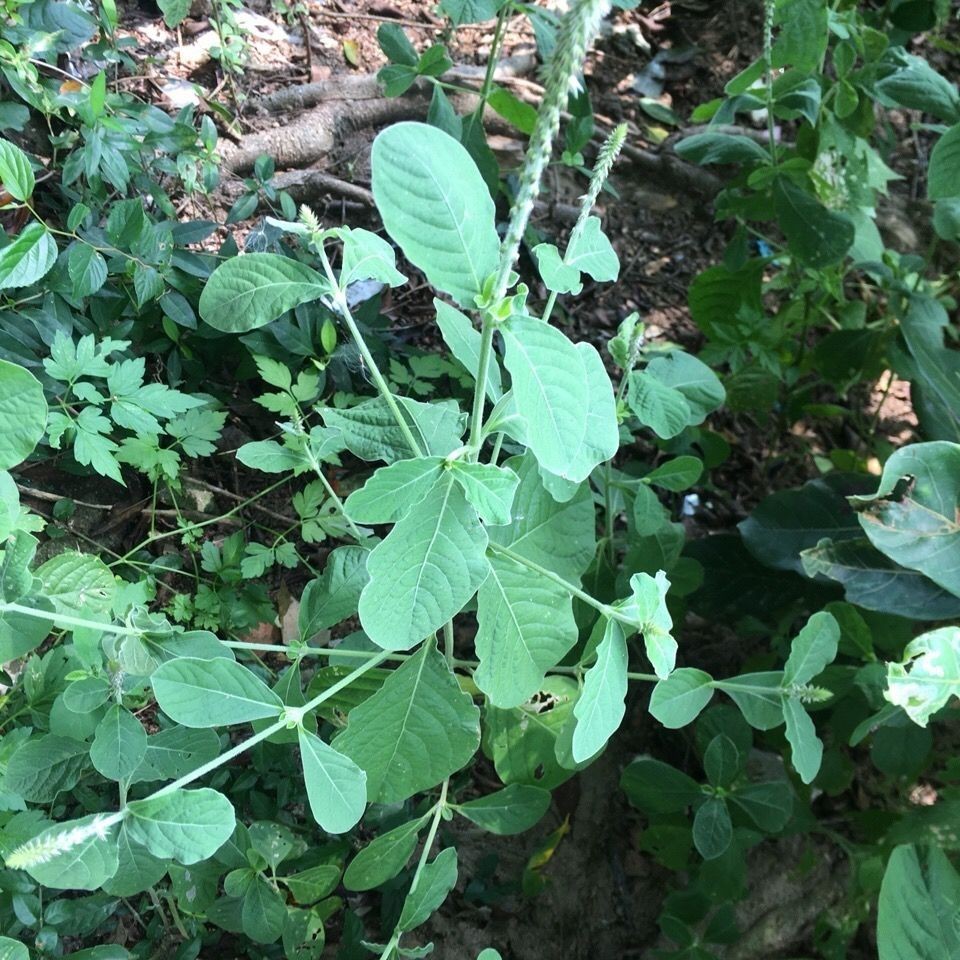 野生倒扣草土牛七鸡撮鼻鸡雏鼻土牛膝紫牛膝倒钩草接骨丹毛蟹目