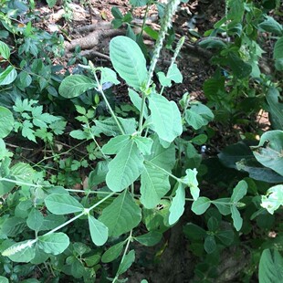 野生倒扣草土牛七鸡撮鼻鸡雏鼻土牛膝紫牛膝倒钩草接骨丹毛蟹目