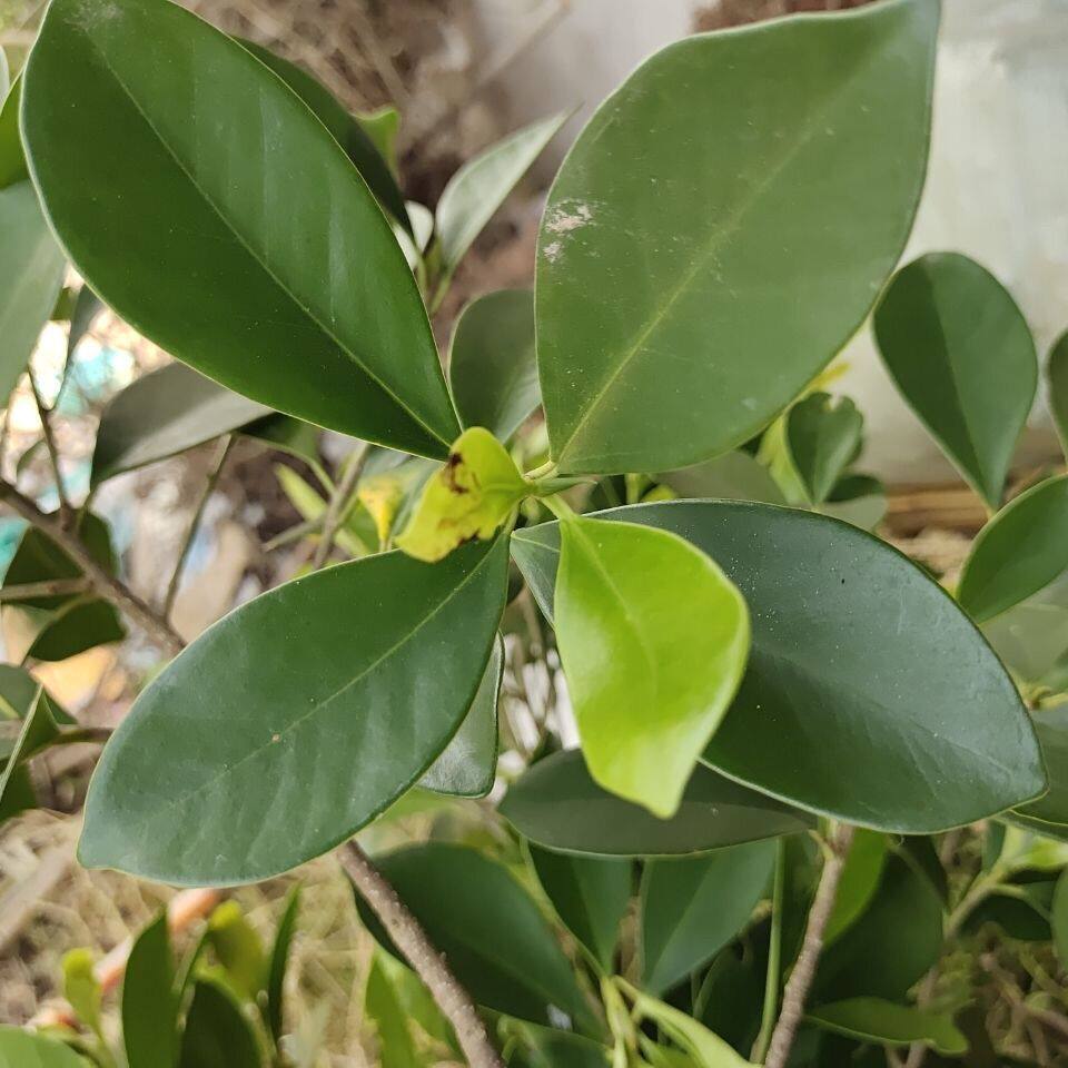 新鲜现割自然小叶榕树枝叶万年青成树叶细叶蓉树中药材布景装饰