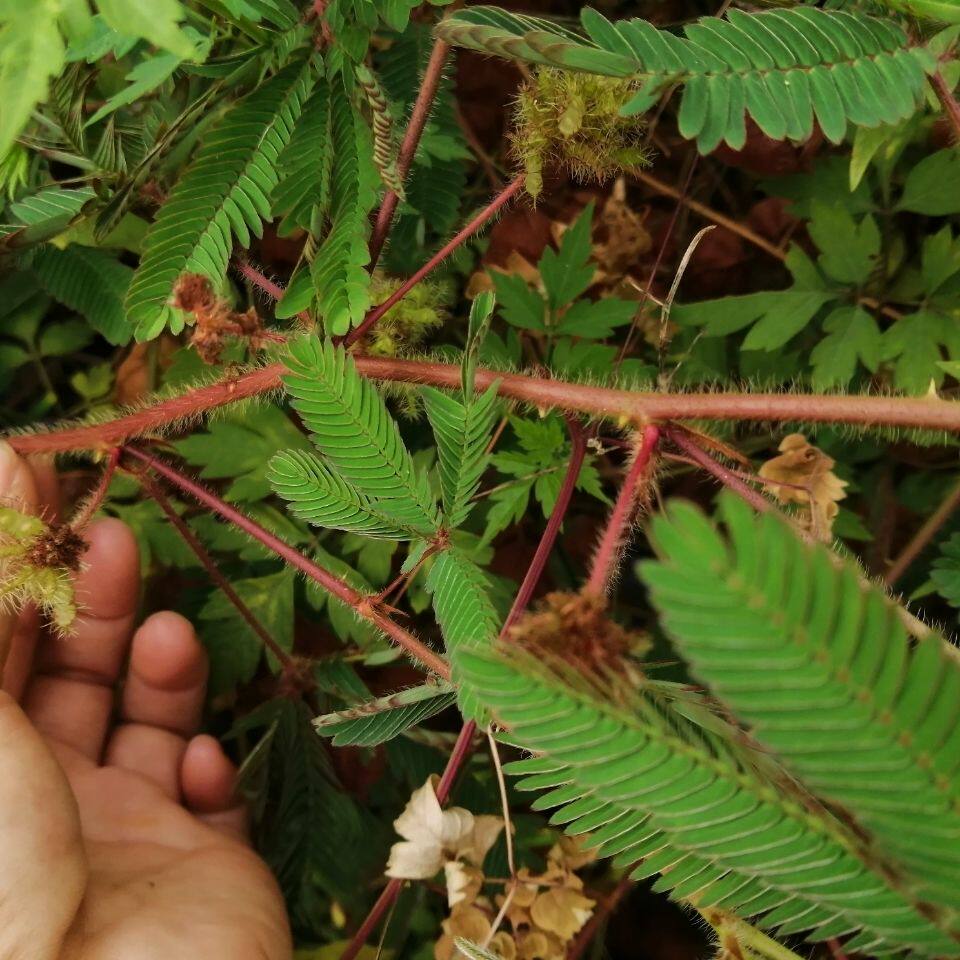 新鲜现挖红骨含羞草感应草夫妻草整棵根头知羞草见笑草呼喝草怕丑