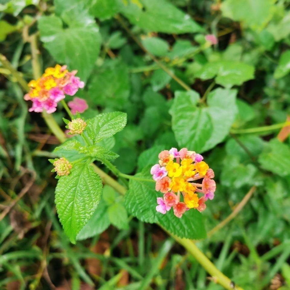 现摘新鲜五色花五色梅马缨丹皮肤