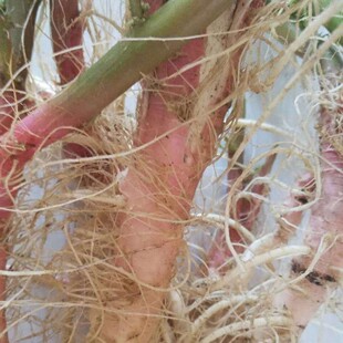 野外自生现挖红刺苋根汉菜梗带筋苋菜猪母刺菜新鲜马屎苋农家铁苋