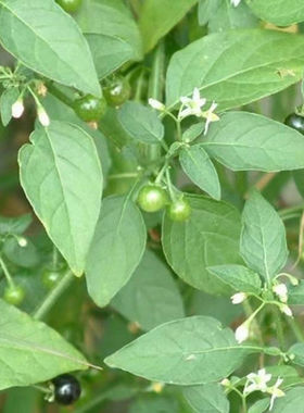 新鲜现挖乌目泡清热利水点归菜龙葵乌点归乌归表乌规菜自生钮仔草