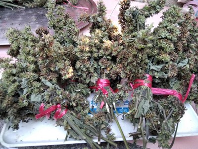 重阳抹草花野外自生广防风草花中草药落马衣洗澡婴幼儿受风驱受惊