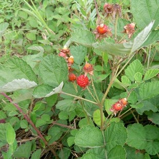 新鲜现采中草药茅莓虎姆三月泡红梅消刺波蛇泡簕根茅梅根蒲榔果苗