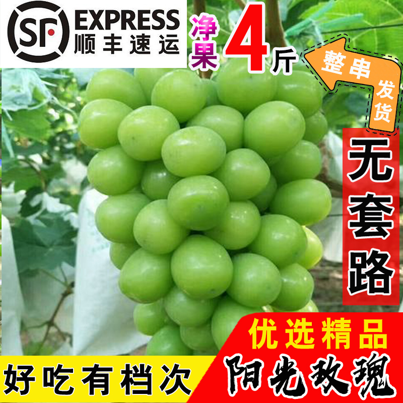 顺丰包邮阳光玫瑰葡萄新鲜香印青提晴王葡萄脆甜网红葡萄孕妇水果