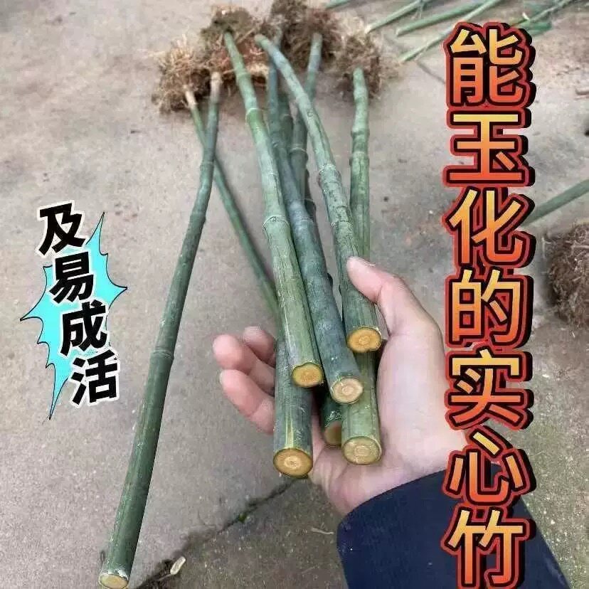 实心新鲜玉竹竹苗盆栽红心耐寒爆密庭院四季常青别墅种苗文玩竹子