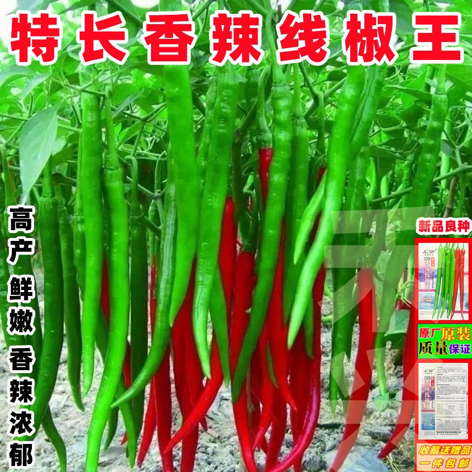 特长香辣王线椒种子微辣超早熟高产四季播种辣椒种孑阳台菜园播种