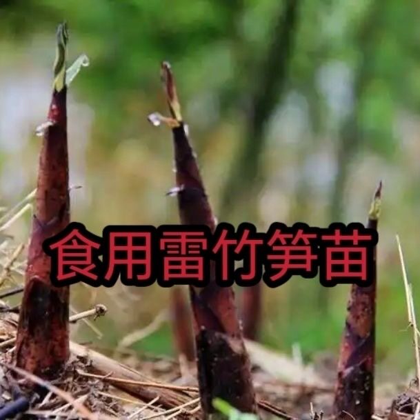 食用竹笋苗雷竹笋苗楠竹苗毛竹苗竹子苗四季种植耐寒竹笋苗