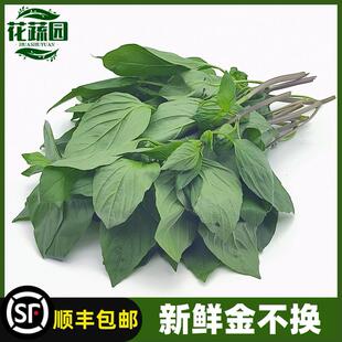 新鲜九层不换香料西餐厅九层塔香料调味摆盘食用轻食酒吧餐厅250g