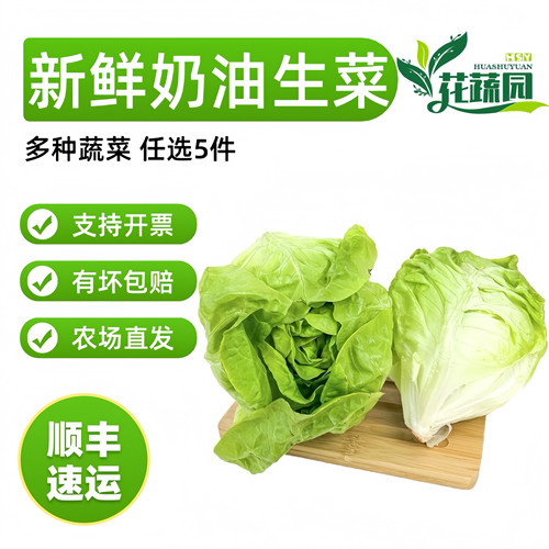 5件包邮沙拉食材鲜嫩波士顿生菜