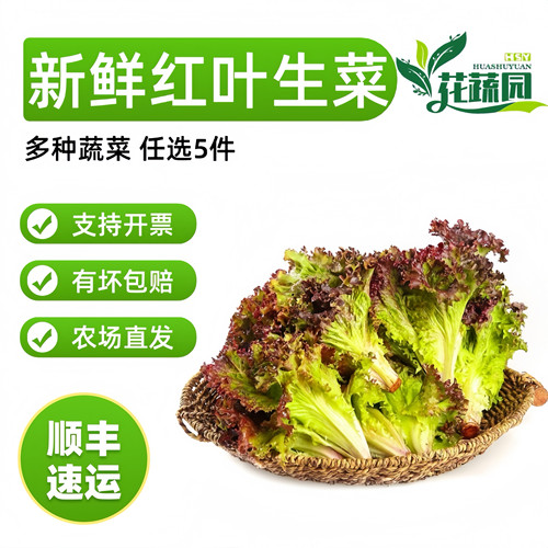 新鲜即食红叶生菜摆盘装饰