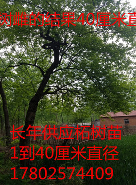 柘木苗 柘树 柘树苗 现挖现发 枝条带刺心材黄色木质超硬入水即沉