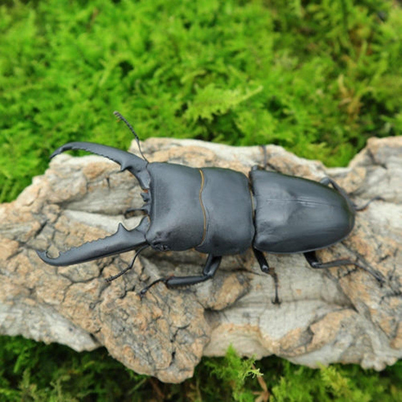 中华大扁锹甲 甲虫宠物活体 成虫昆虫  锹甲虫活体包活包风险