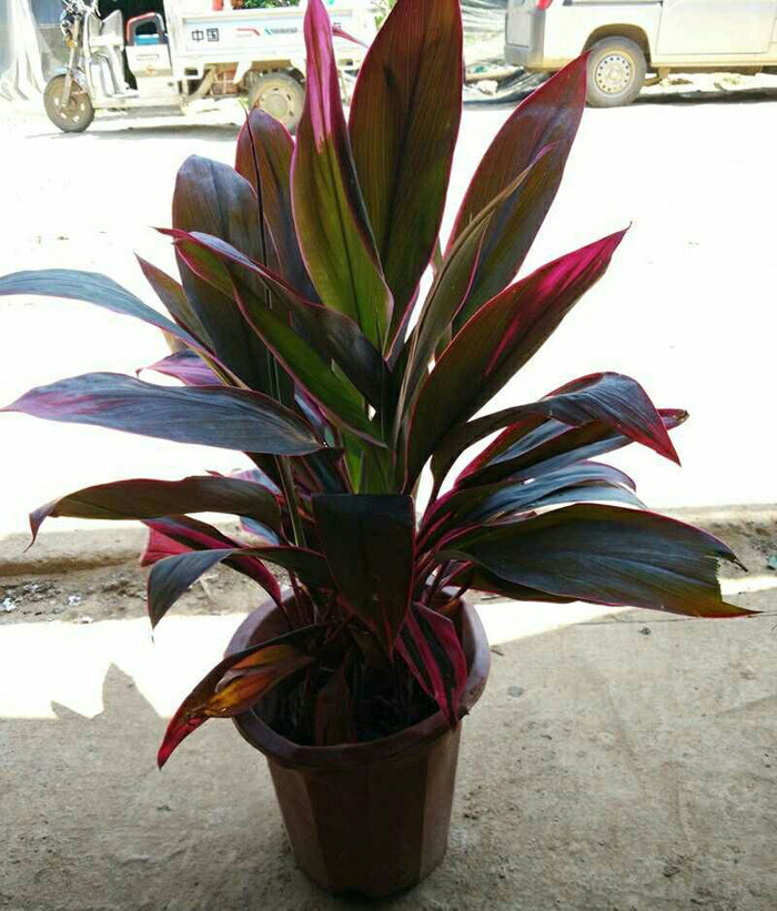 红叶朱蕉 红竹 亮叶红铁树 盆栽朱焦 红叶富贵竹室内观叶绿植