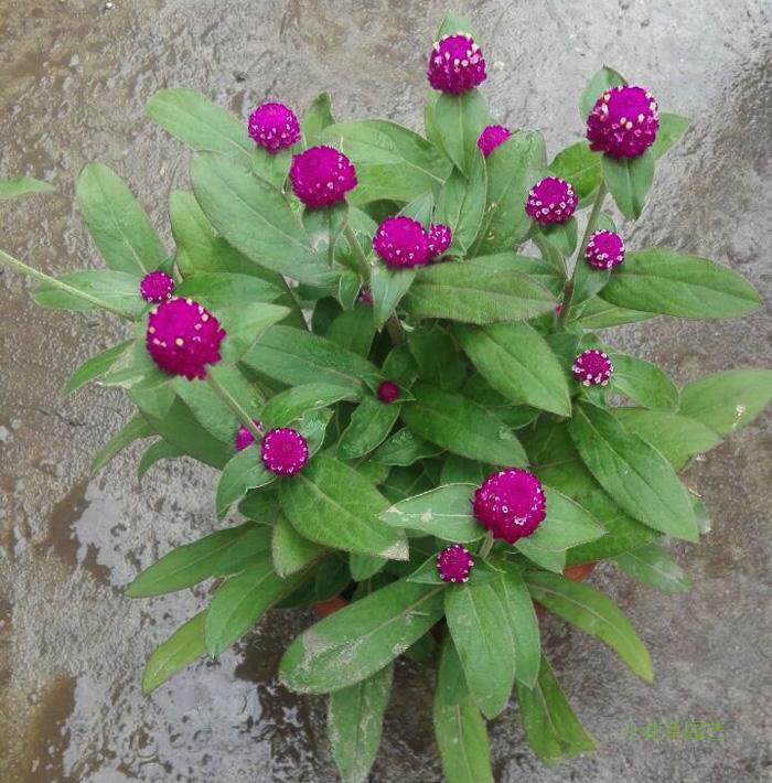 千日红火球花百日红带花花期长庭院阳台窗台鲜花绿植花卉盆栽植物