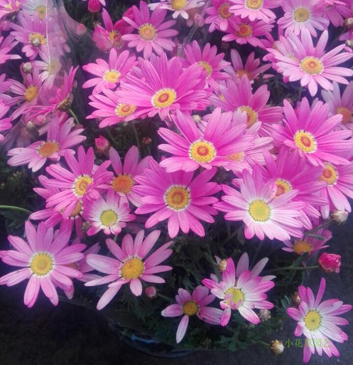 玛格丽特重瓣带盆年宵花