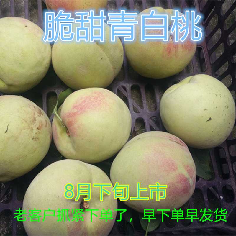 包邮脆甜新鲜沂蒙山特产桃子