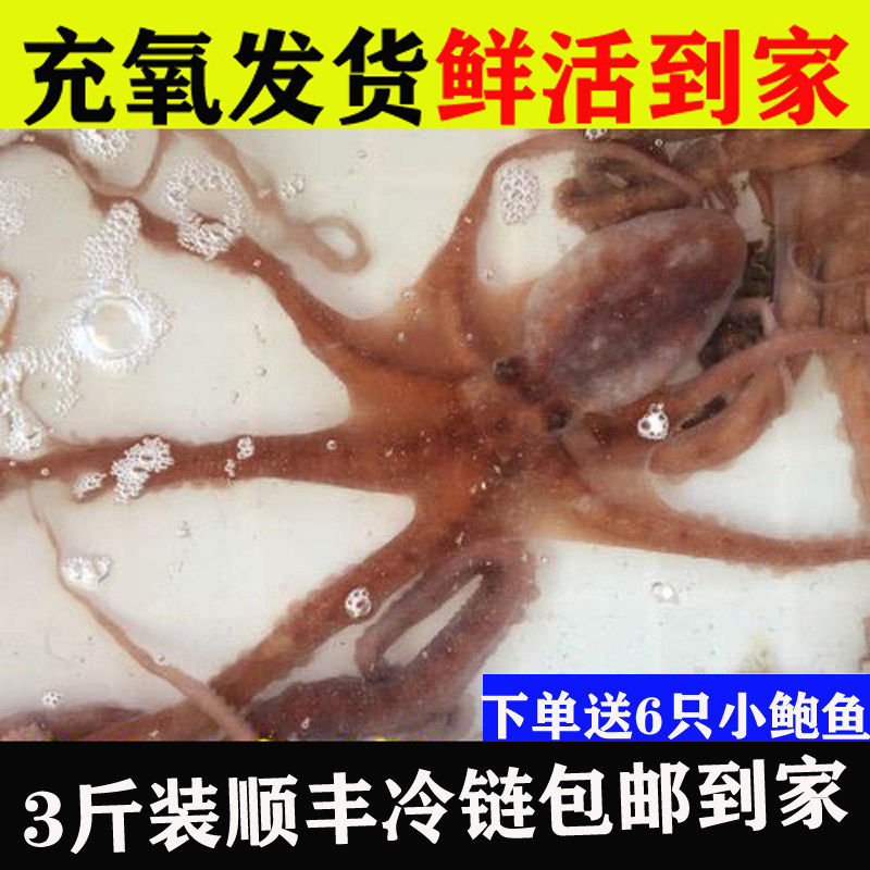 海鲜水产鲜活长腿八爪鱼网红爆头包活有墨小章鱼充氧发货
