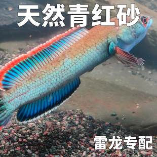 免洗青红沙偏暗灰青沙青灰红沙雷龙专用原生鱼缸造景沙雷龙底沙灰