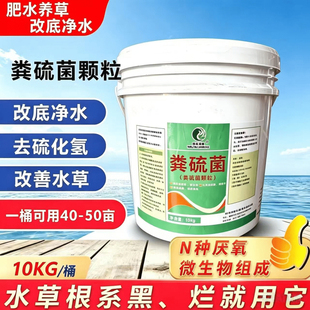 粪硫菌颗粒改底除臭分解底泥有机质净水降氨氮亚盐硫化氢水产养殖