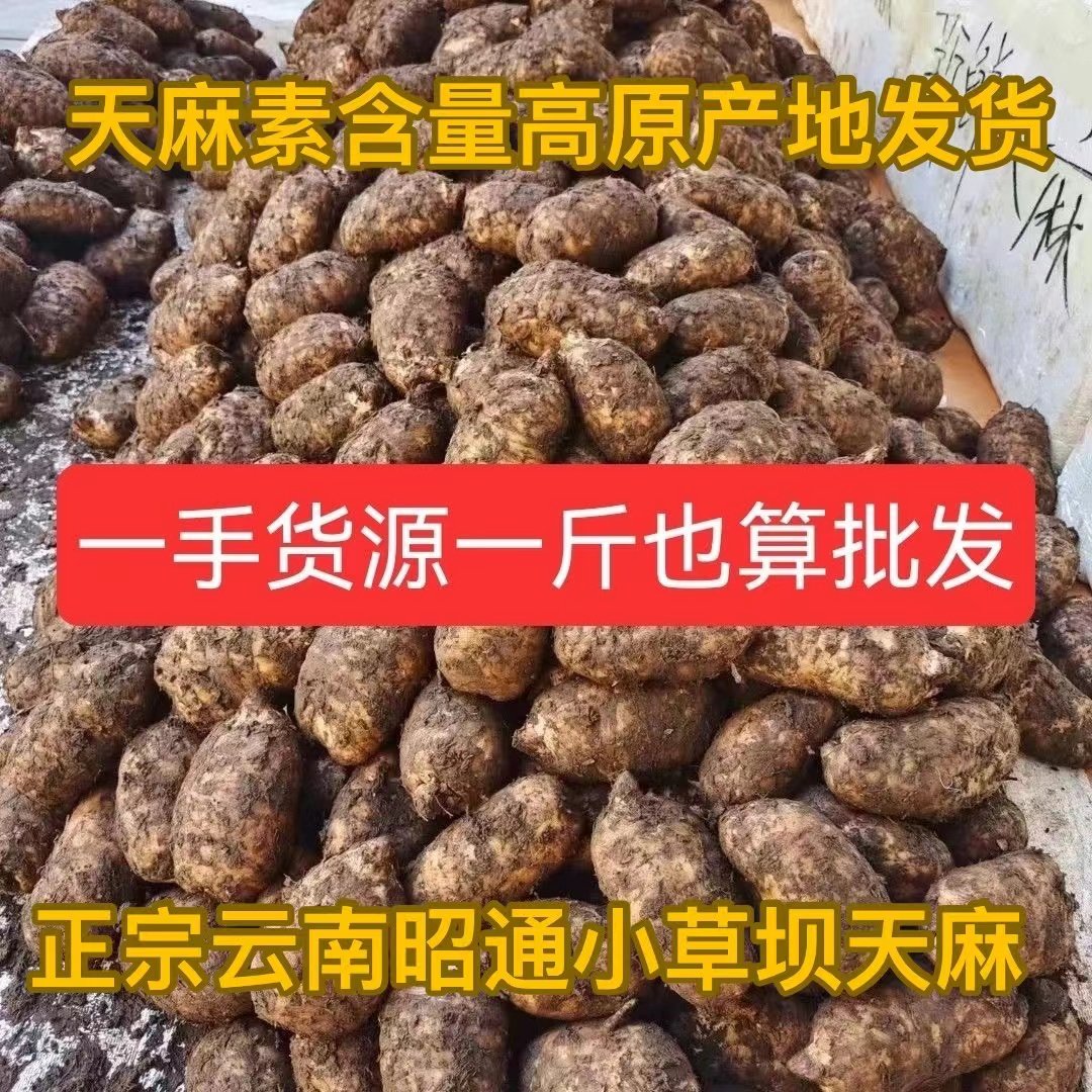 新鲜天麻正宗云南昭通小草坝天麻产地纯天然现挖仿野生天麻新鲜