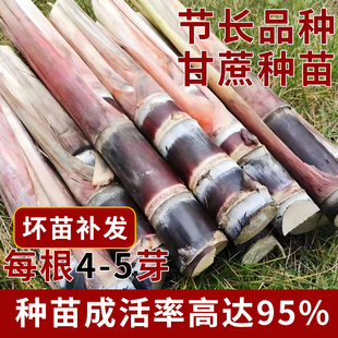 节长紫皮甘蔗种子芽多黄金甘蔗苗种黑皮甘蔗苗粗壮现货易成活包邮