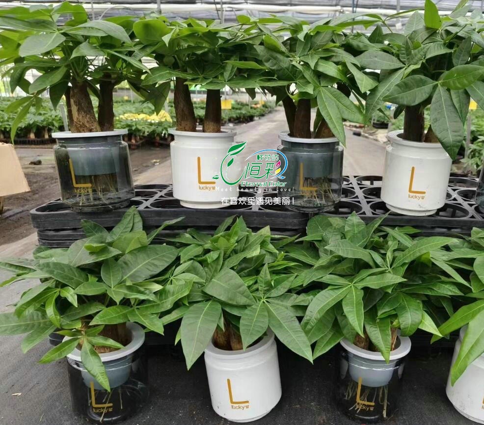 水培发财树室内植物招财同城送货