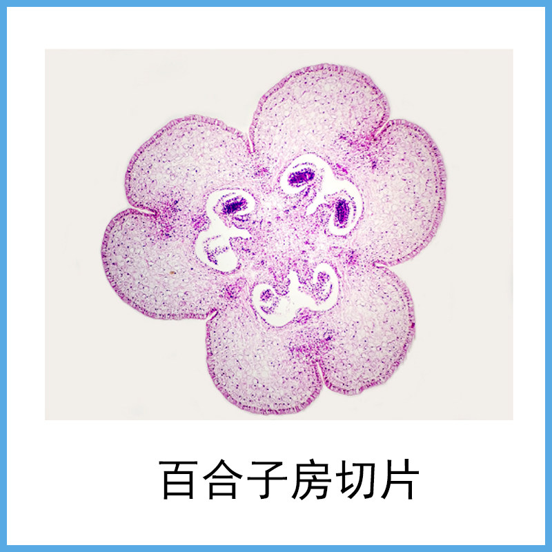 百合子房横切显微镜切片植物类标本中小学教学生物实验