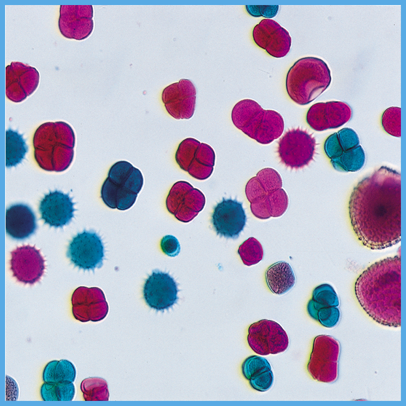 显微镜教学类生物切片百合花粉装片染色新鲜均匀科学观察用