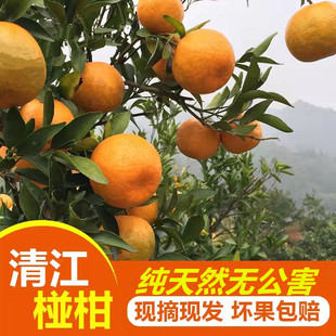 湖北长阳正宗岩松坪清江椪柑芦柑橘子新鲜孕妇水果特级果13斤整箱