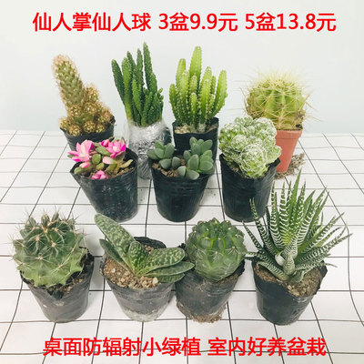 绿植植物花卉盆栽桌面芦荟肉类