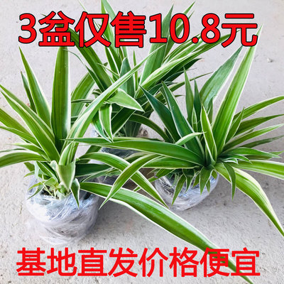 绿植太阳花吸甲醛好养活金边吊兰