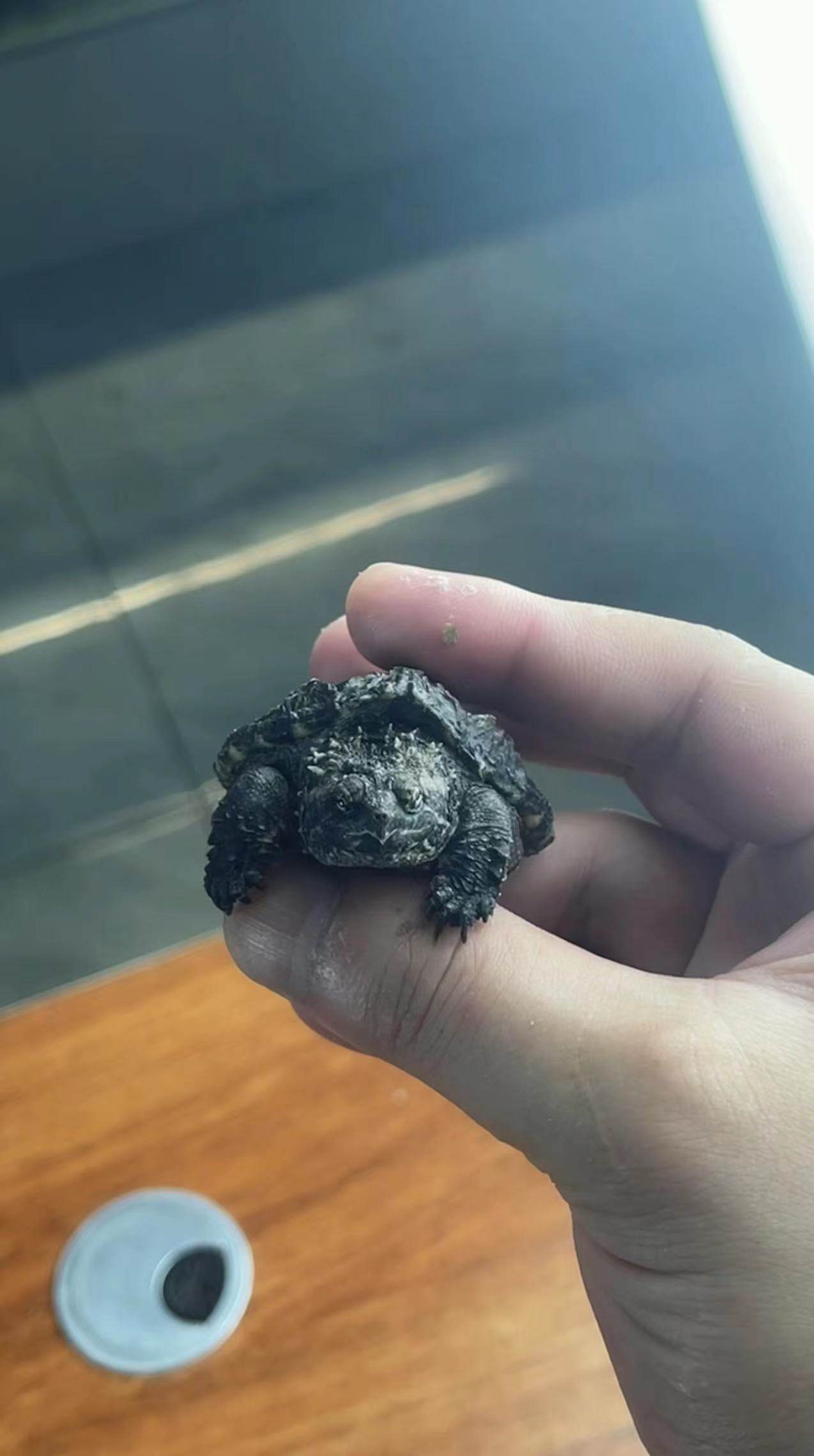 原种佛鳄龟大头小亚成大头大亚成观赏龟深水龟原种佛鳄苗子宠物龟