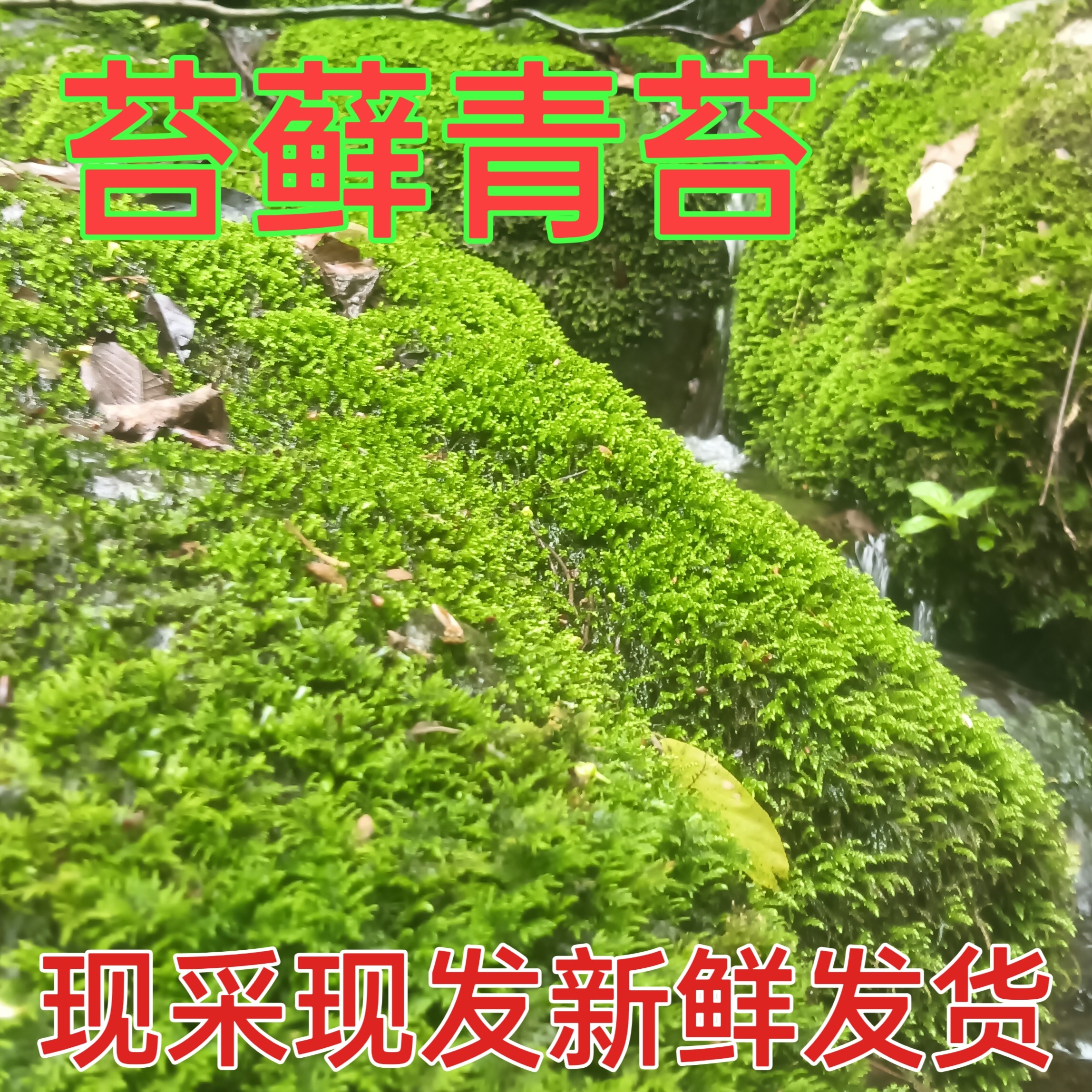 新鲜苔藓小溪青苔非人工种植假山绿化水边造型附石水培室内室外