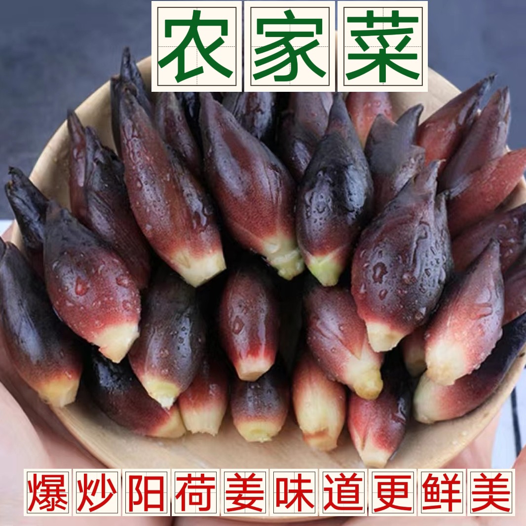 阳荷姜新鲜洋河蘘荷姜野生阳和姜洋火姜藿洋荷洋胡姜新鲜蔬菜包邮