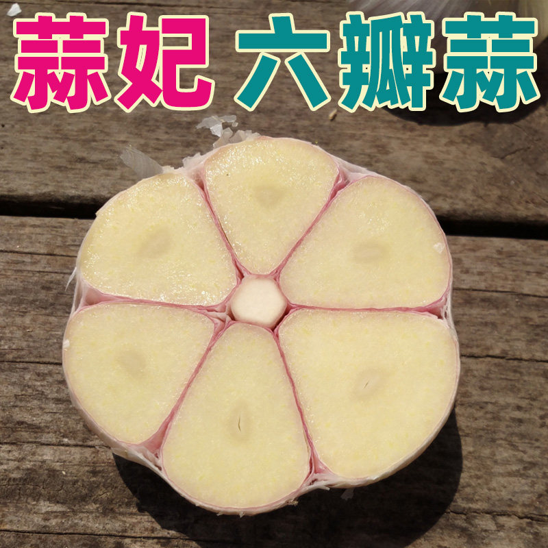 26年蒜妃大蒜苍山老品种四六瓣
