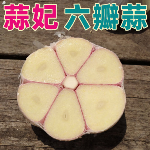 26年蒜妃大蒜苍山老品种四六瓣