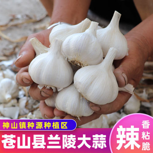 蒜妃老品种苍山大蒜味道香辣粘脆