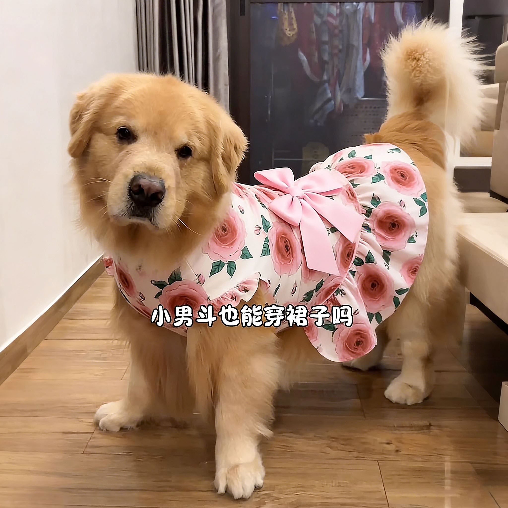 狗狗衣服中大型犬春装金毛漂亮衣服夏季防掉毛薄款连衣裙2026新款