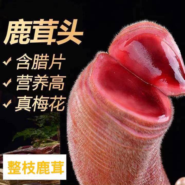 东北特产野生雄蚕蛾优质未交尾
