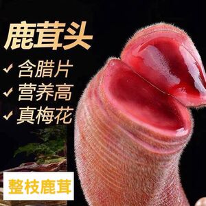 东北特产野生雄蚕蛾优质未交尾