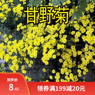 野菊花种子 泡茶小菊花野生山菊花 甘野菊白色黄色多年生菊花子籽