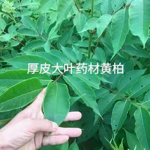药材川黄柏种子黄檗元柏檗木大叶籽厚皮黄柏树木苗木黄皮籽青皮
