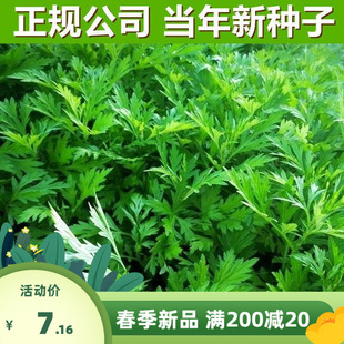 艾草种子食用药用驱蚊草艾叶种籽野生大小叶艾蒿青蒿种植四季驱蚊