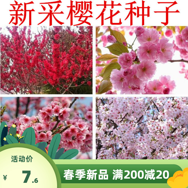 樱花种子 日本樱花籽 树种子 樱桃种子山樱花种子 林木花卉种子